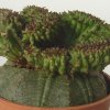 Euphorbia ferox crest.